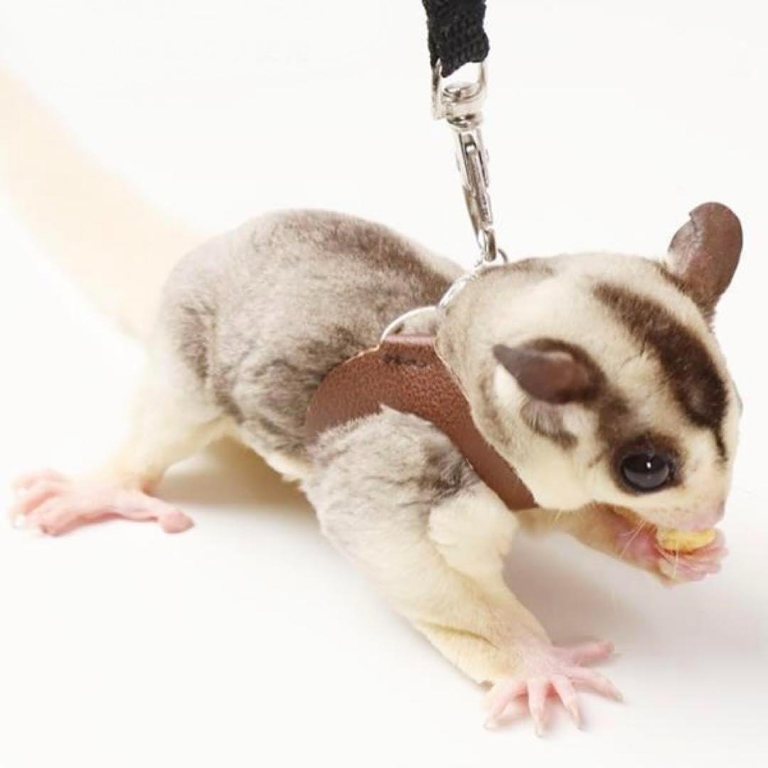 モモンガハーネスオーダー受付中